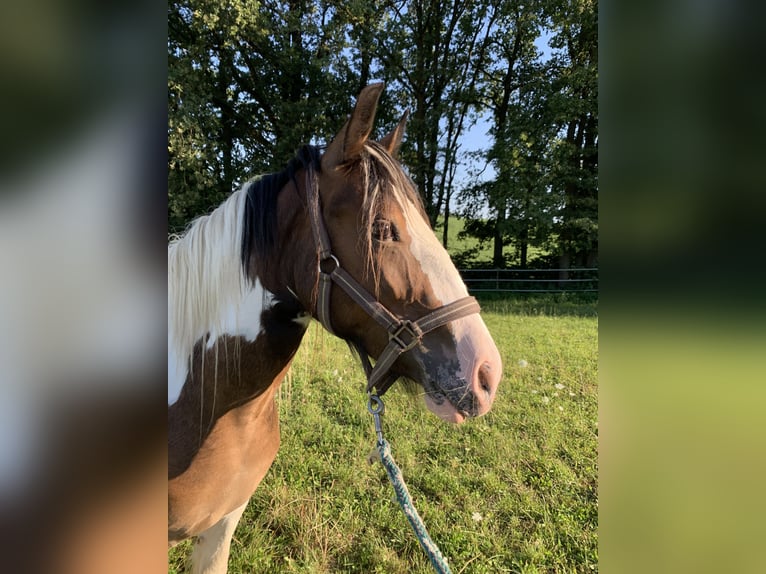 Gypsy Horse Mare 2 years 13 hh Pinto in Pentling