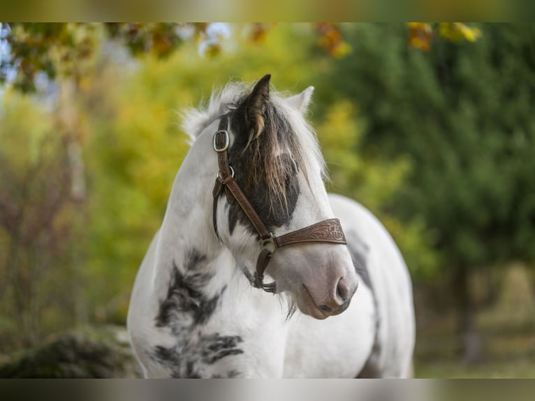 Gypsy Horse Mare 2 years 14.1 hh Pinto in Sosnówka