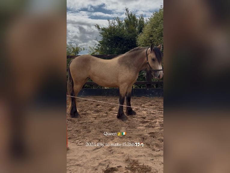 Gypsy Horse Mix Mare 2 years 14.2 hh Dun in Coppull Chorley