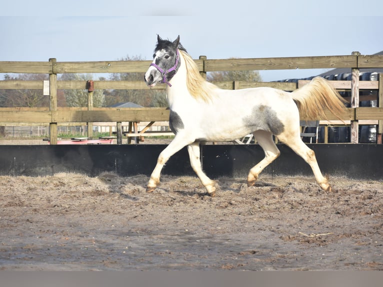 Gypsy Horse Mare 2 years 14 hh Tobiano-all-colors in Achtmaal
