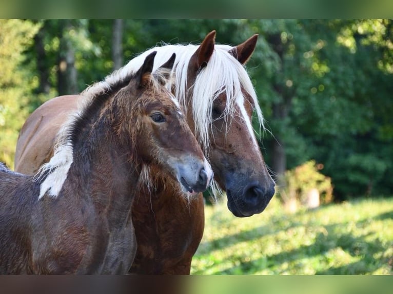 Gypsy Horse Mix Mare 2 years 14 hh Tobiano-all-colors in Queenstown