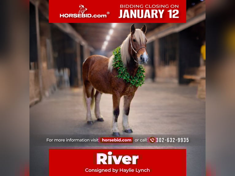 Gypsy Horse Mix Mare 2 years 14 hh Tobiano-all-colors in Queenstown