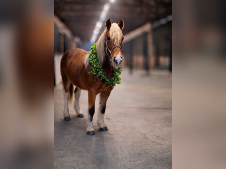 Gypsy Horse Mix Mare 2 years 14 hh Tobiano-all-colors in Queenstown