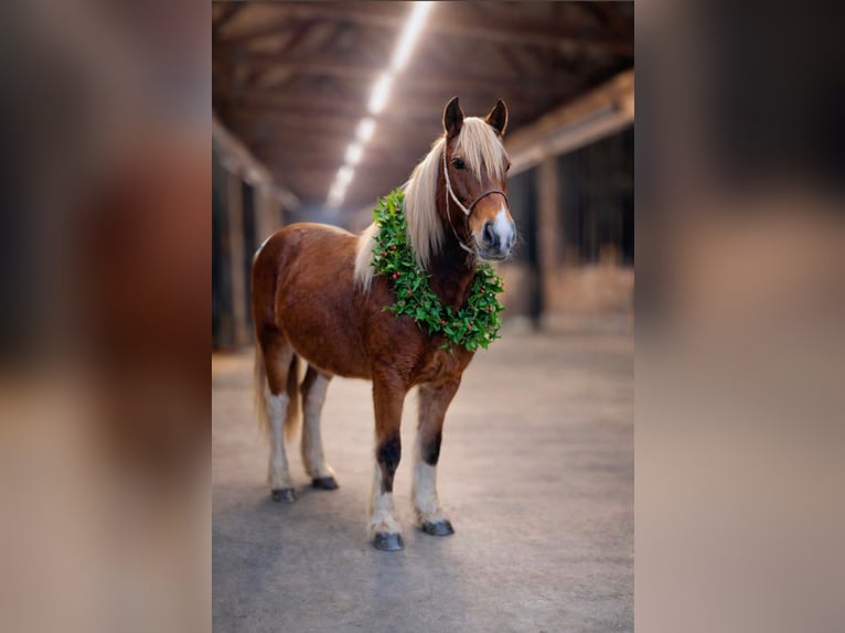 Gypsy Horse Mix Mare 2 years 14 hh Tobiano-all-colors in Queenstown
