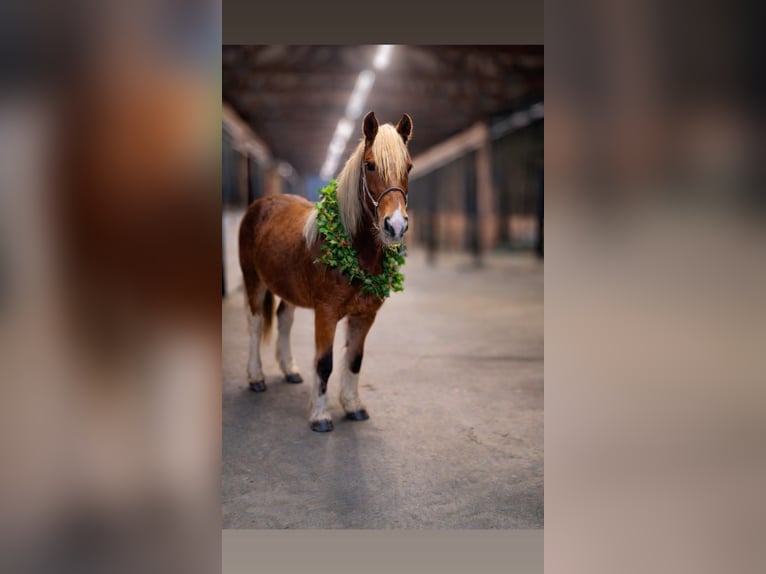 Gypsy Horse Mix Mare 2 years 14 hh Tobiano-all-colors in Queenstown