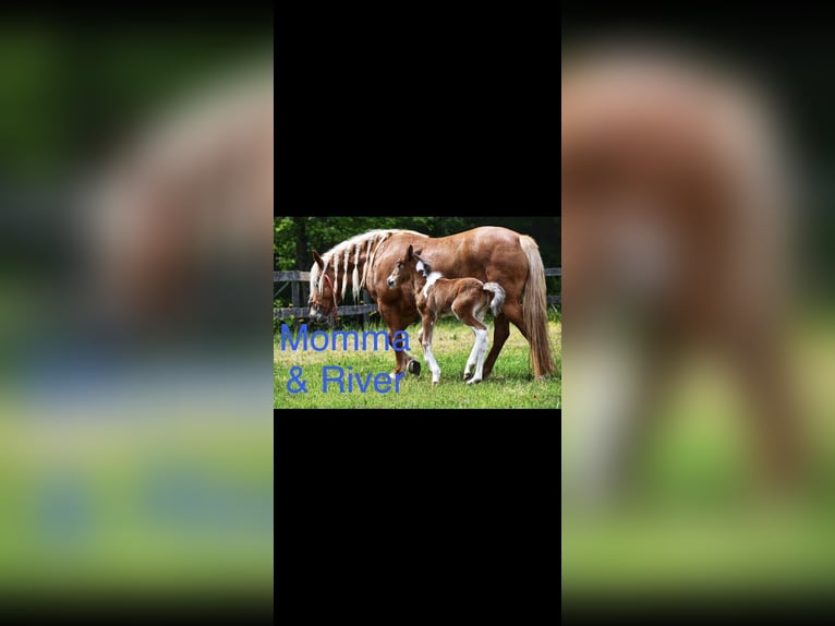 Gypsy Horse Mix Mare 2 years 14 hh Tobiano-all-colors in Queenstown