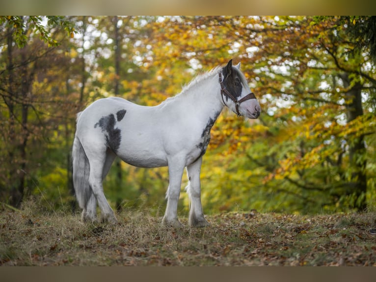 Gypsy Horse Mare 2 years 14,1 hh Pinto in Sosnówka