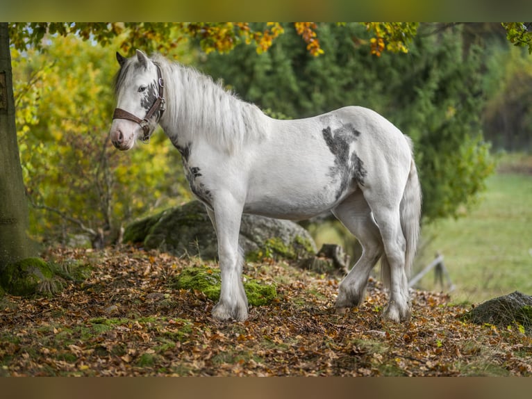 Gypsy Horse Mare 2 years 14,1 hh Pinto in Sosnówka