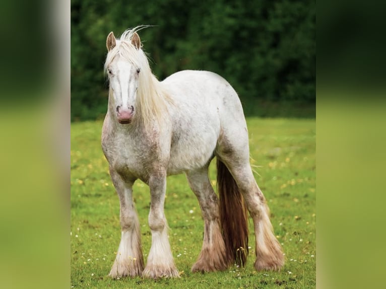 Gypsy Horse Mare 2 years  in tralee