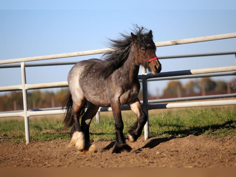 Gypsy Horse Mare 3 years 12,2 hh Roan-Bay in Poland