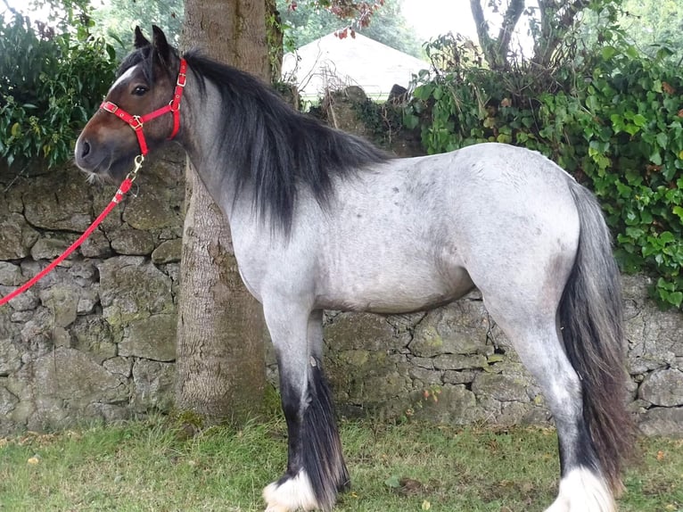 Gypsy Horse Mare 3 years 12,2 hh Roan-Bay in Poland