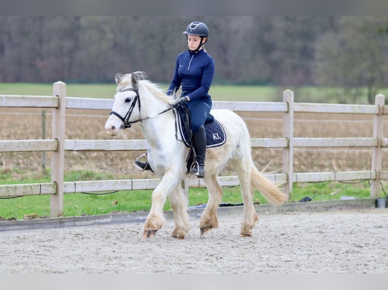 Gypsy Horse Mare 3 years 13,1 hh White in Bogaarden