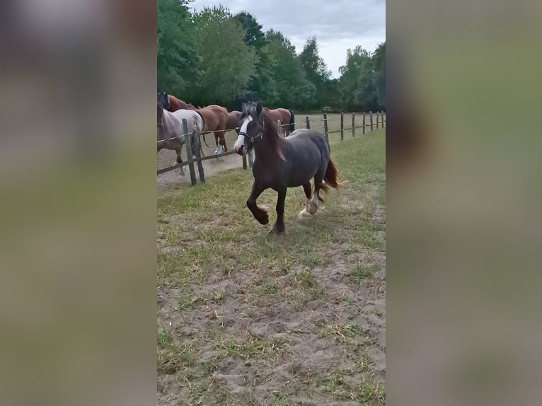 Gypsy Horse Mare 3 years 13.2 hh Black in Lünen