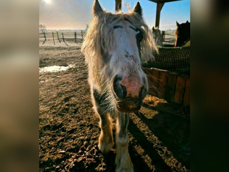 Gypsy Horse Mare 3 years 13,2 hh Pinto in Banzkow