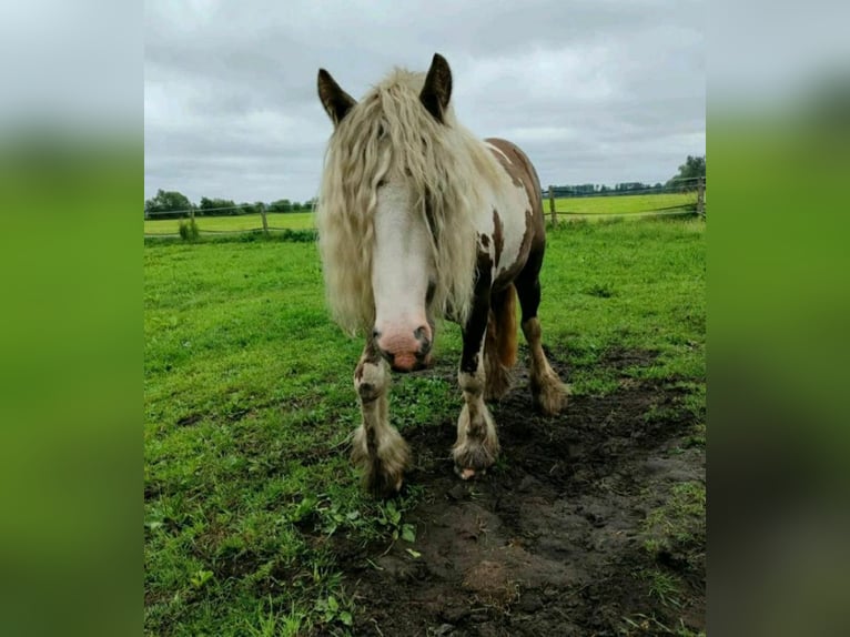 Gypsy Horse Mare 3 years 13,2 hh Pinto in Banzkow