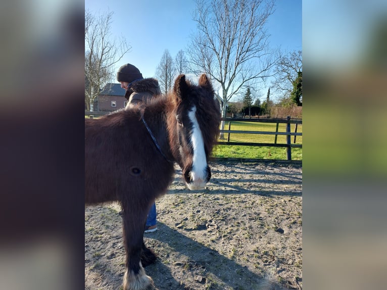 Gypsy Horse Mare 3 years 13 hh Bay-Dark in Dirksland