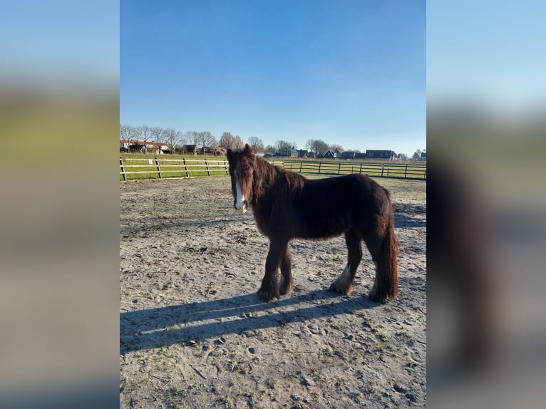 Gypsy Horse Mare 3 years 13 hh Bay-Dark in Dirksland