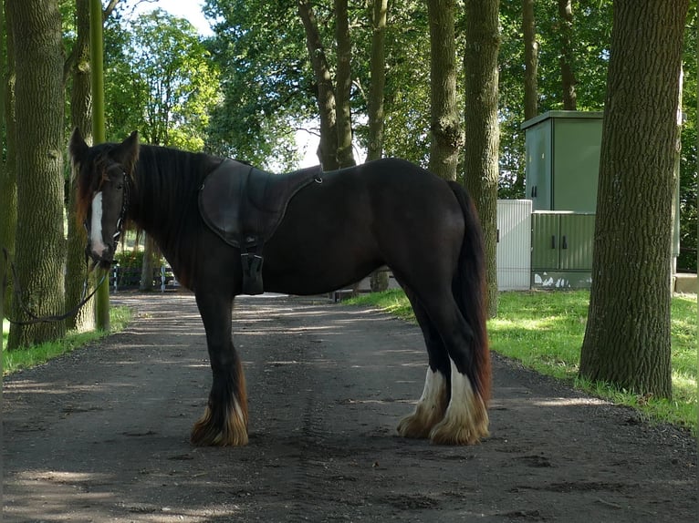 Gypsy Horse Mare 3 years 13 hh Brown in Lathen