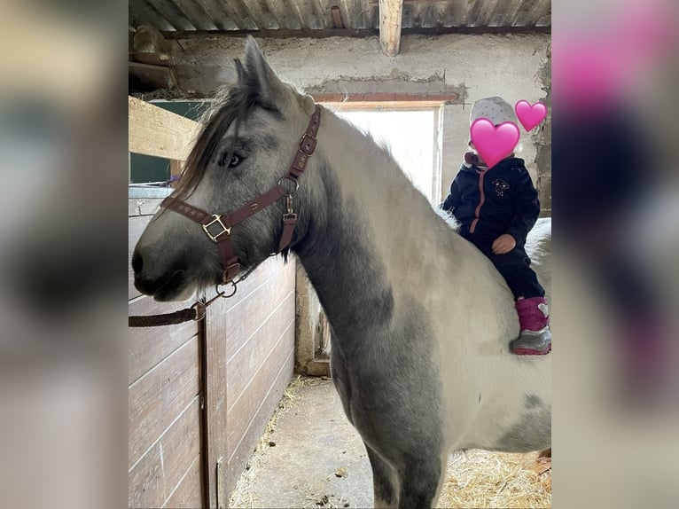 Gypsy Horse Mix Mare 3 years 13 hh Pinto in Weißenhorn