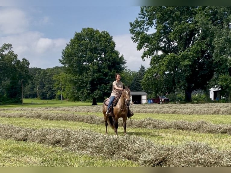 Gypsy Horse Mix Mare 3 years 13,3 hh in New Holland, PA