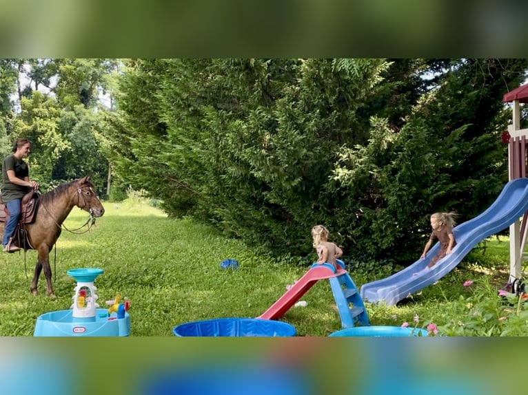 Gypsy Horse Mix Mare 3 years 13,3 hh in New Holland, PA