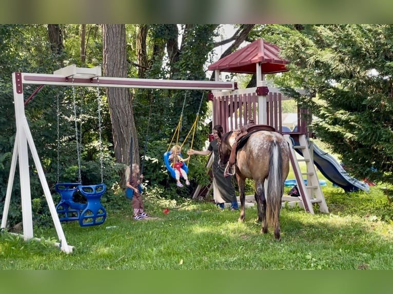 Gypsy Horse Mix Mare 3 years 13,3 hh in New Holland, PA