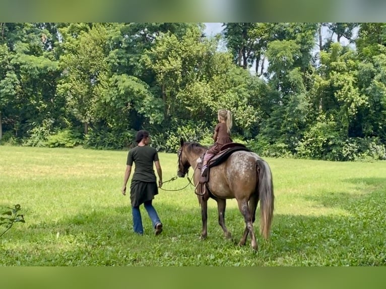 Gypsy Horse Mix Mare 3 years 13,3 hh in New Holland, PA