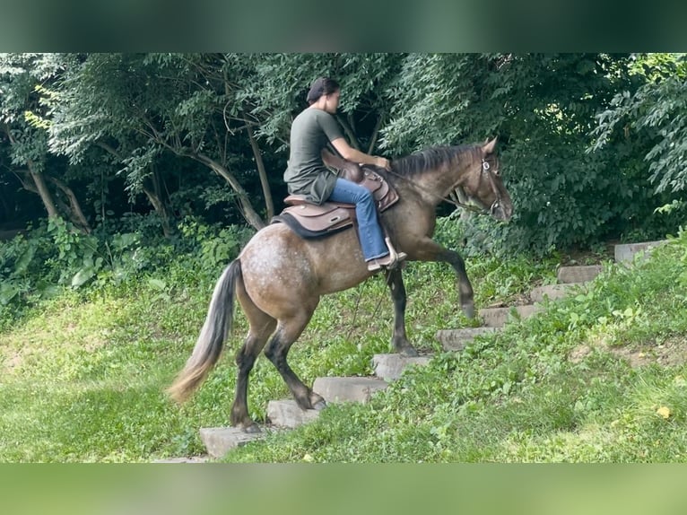 Gypsy Horse Mix Mare 3 years 13,3 hh in New Holland, PA