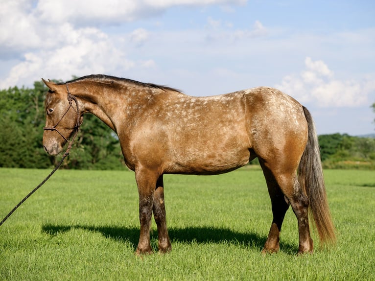 Gypsy Horse Mix Mare 3 years 13,3 hh in New Holland, PA