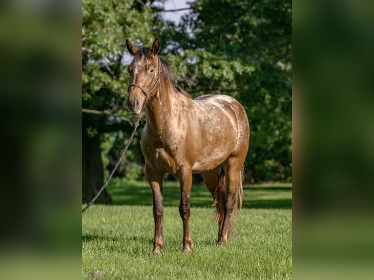 Gypsy Horse Mix Mare 3 years 13,3 hh in New Holland, PA