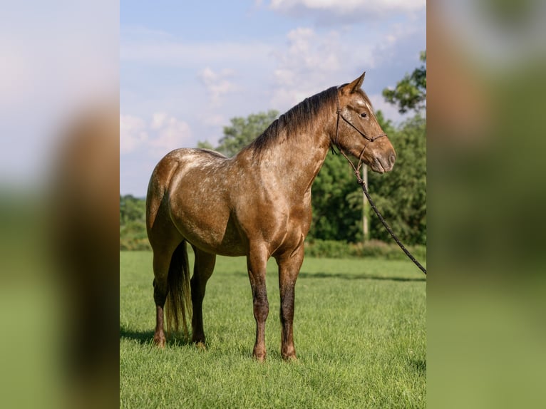 Gypsy Horse Mix Mare 3 years 13,3 hh in New Holland, PA