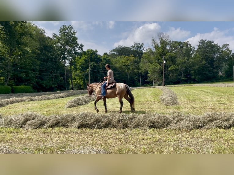 Gypsy Horse Mix Mare 3 years 13,3 hh in New Holland, PA