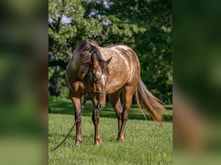 Gypsy Horse Mix Mare 3 years 13,3 hh in New Holland, PA