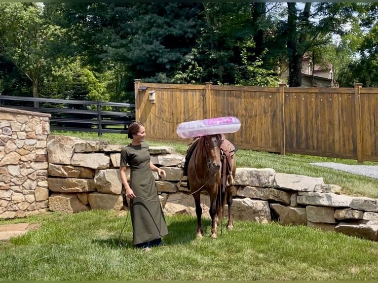 Gypsy Horse Mix Mare 3 years 13,3 hh in New Holland, PA