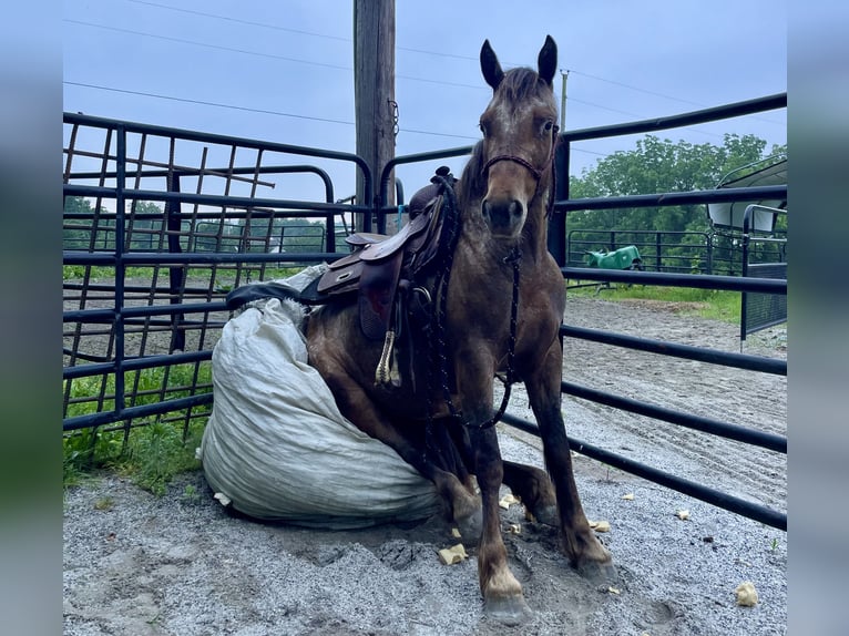 Gypsy Horse Mix Mare 3 years 13,3 hh in New Holland, PA