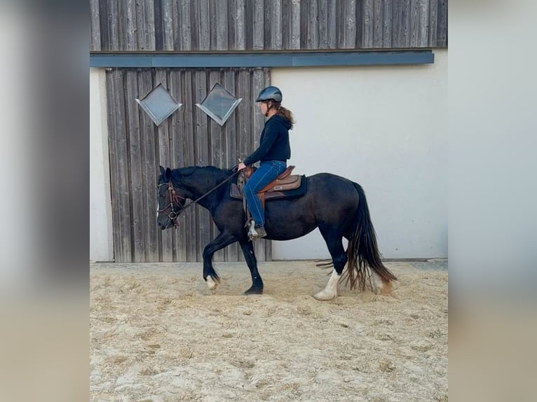Gypsy Horse Mare 3 years 14.1 hh Black in Daleiden