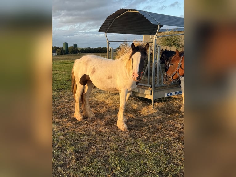 Gypsy Horse Mare 3 years 14.1 hh Pinto in Daleiden