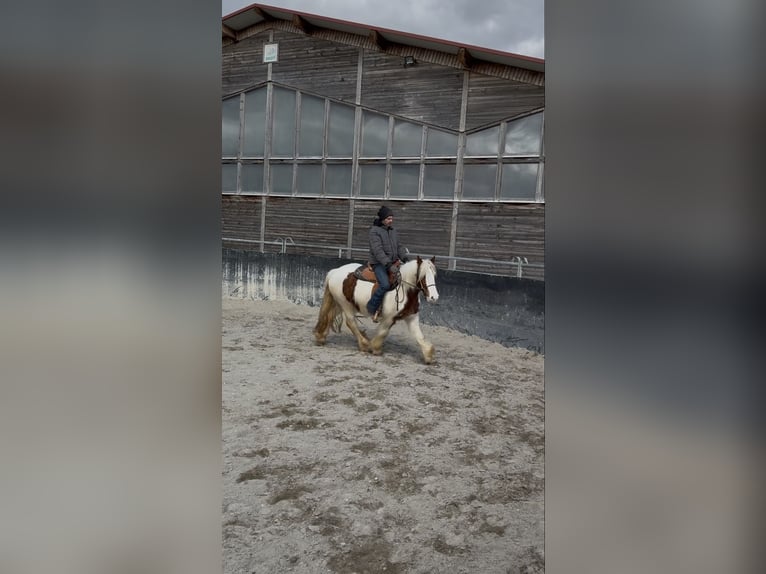 Gypsy Horse Mare 3 years 14.1 hh Pinto in Achstetten