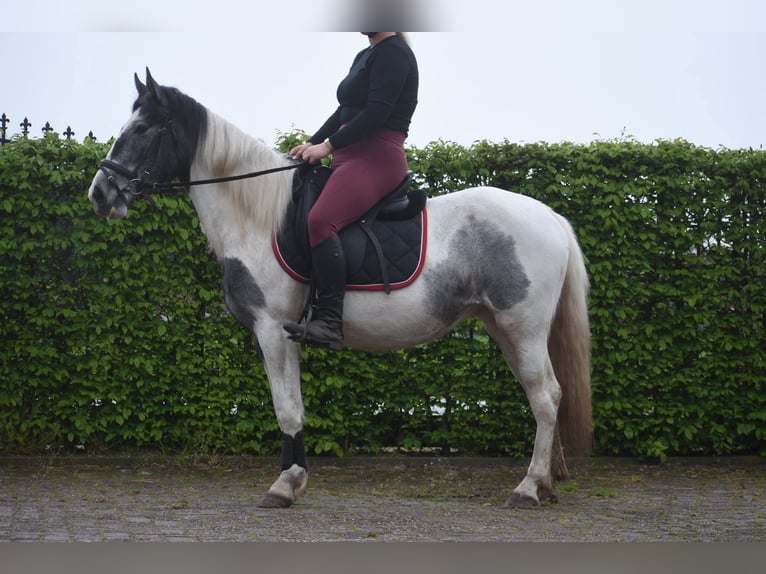 Gypsy Horse Mare 3 years 14.2 hh Pinto in Achtmaal
