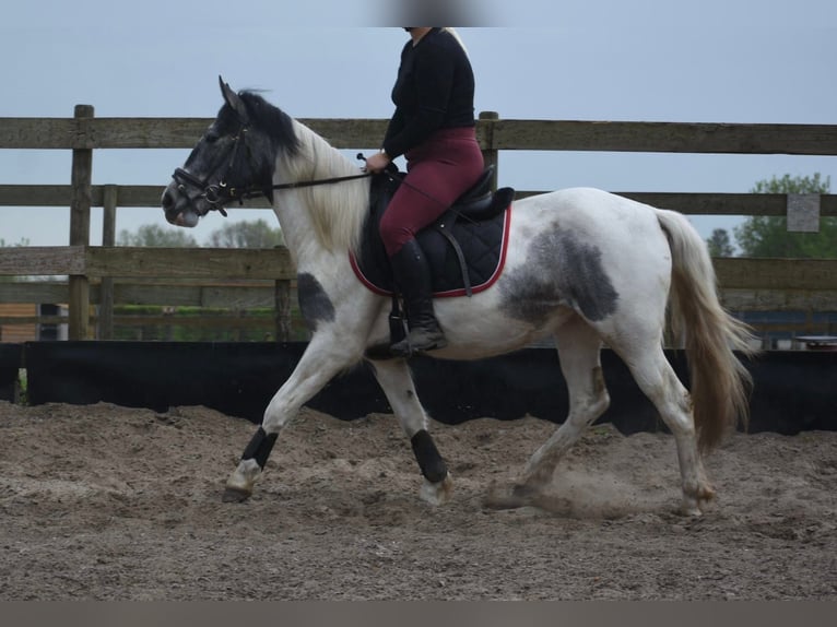Gypsy Horse Mare 3 years 14.2 hh Pinto in Achtmaal