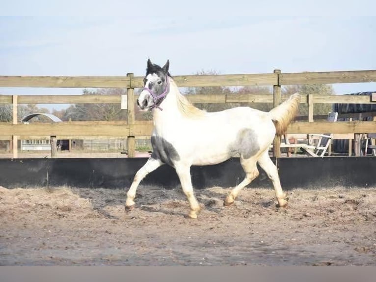 Gypsy Horse Mare 3 years 14.2 hh Pinto in Achtmaal