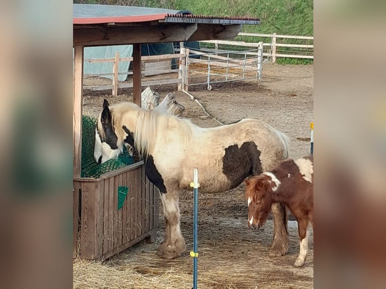 Gypsy Horse Mare 3 years 14,2 hh Pinto in Ebersbrunn