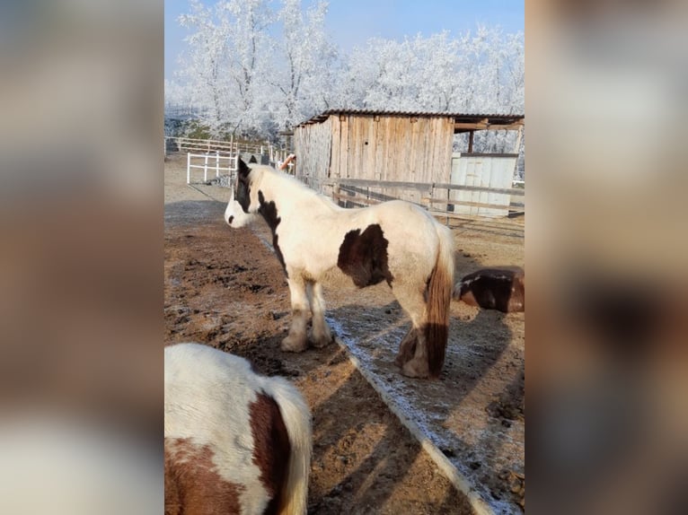 Gypsy Horse Mare 3 years 14,2 hh Pinto in Ebersbrunn