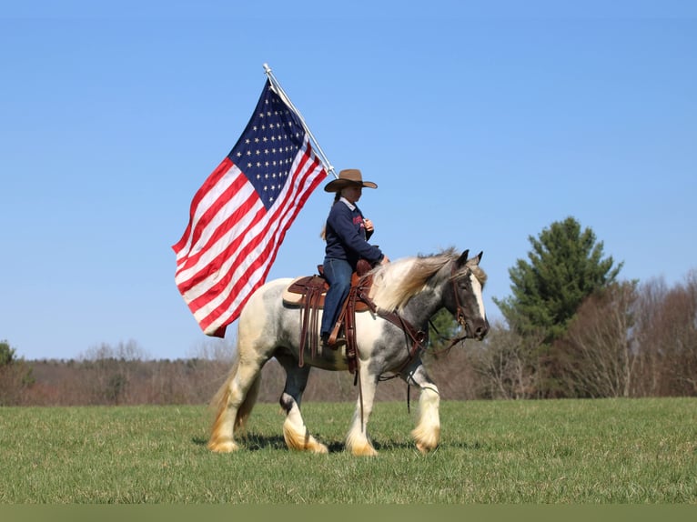 Gypsy Horse Mare 3 years 14.2 hh Pinto in Clarion