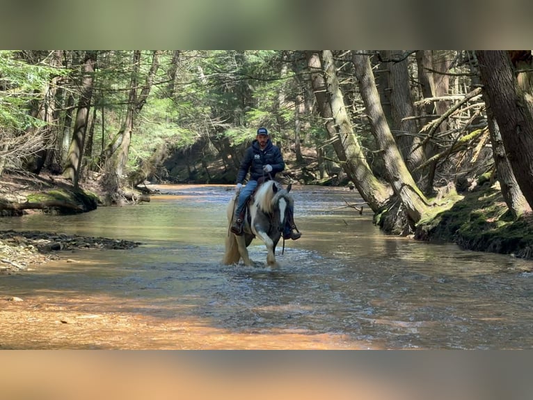 Gypsy Horse Mare 3 years 14.2 hh Pinto in Clarion