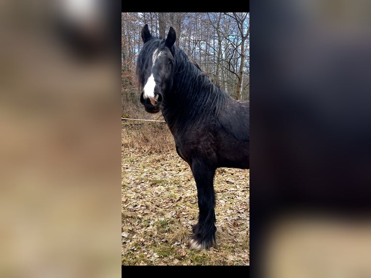 Gypsy Horse Mare 3 years 14.3 hh  in Rathenow