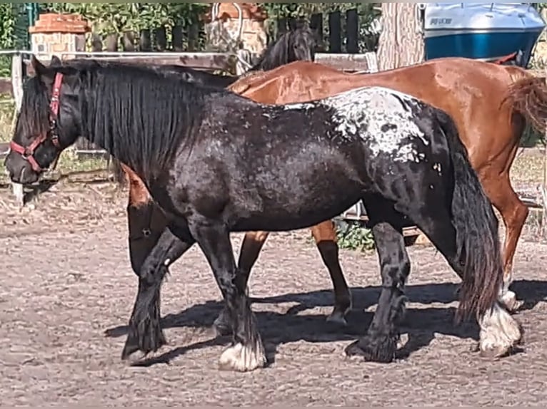 Gypsy Horse Mare 3 years 14.3 hh  in Rathenow