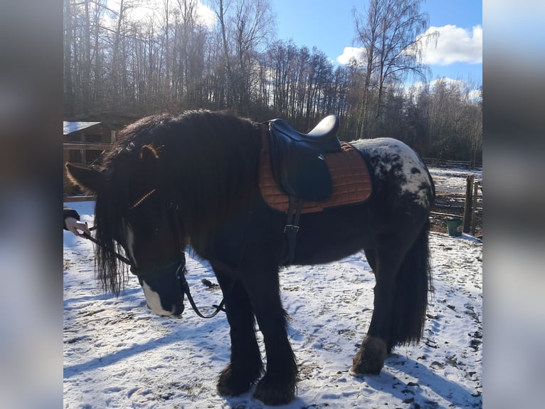 Gypsy Horse Mare 3 years 14.3 hh  in Rathenow