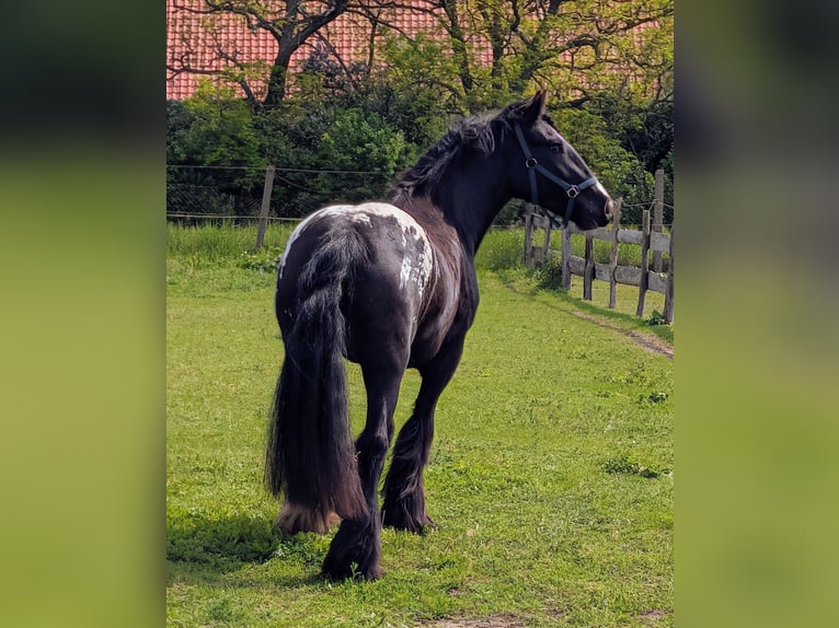 Gypsy Horse Mare 3 years 14.3 hh Leopard-Piebald in Havelaue