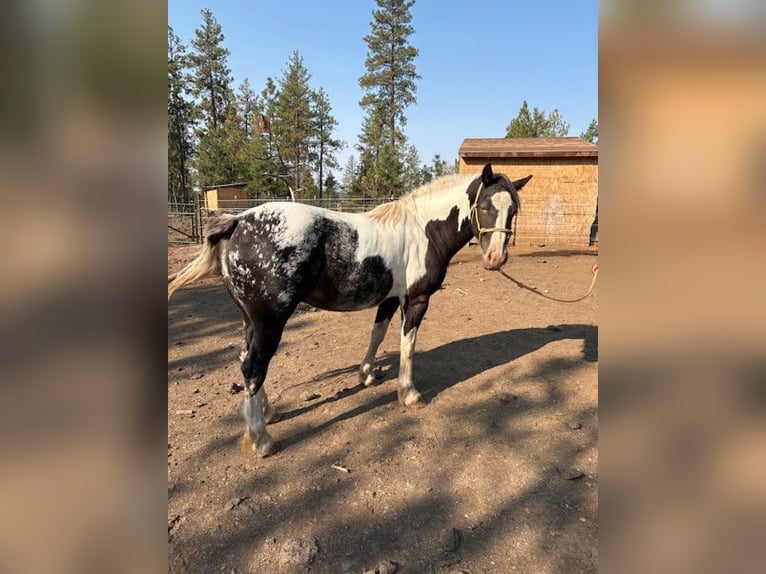 Gypsy Horse Mix Mare 3 years 14 hh Black in Cheney